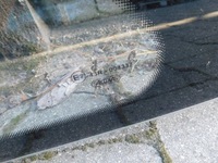 фото thumb №4, Suzuki swift iii 1.0 01r 3d стекло karos. левый задняя