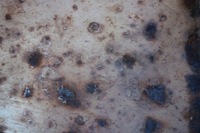 фото thumb №5, Гаситель выхлоп renault megane ii cc cabrio 1.6