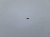 фото thumb №6, Потолок toyota avensis t25 kombi 2.2 d-cat