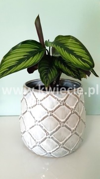КЕРАМИЧЕСКАЯ крышка Кремовый вазон Cream M 15 см