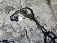 фото thumb №11, Ford s-max mk1 2.0 tdci джгут салону підлога eu