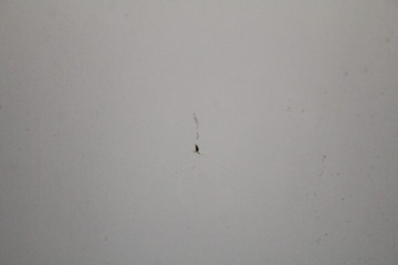 фото thumb №5, Дверь правые перед передние 850/0 mini cooper one r56 06-10