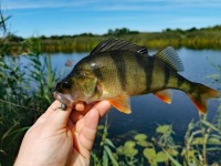 MIKADO JAWS CLASSIC JIG BN 10g-4/0 op.3шт.