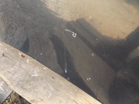 фото thumb №5, Vectra b lift капот