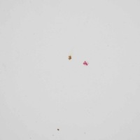 фото thumb №13, Mercedes vito w639 капот двигателя arctic white 9147