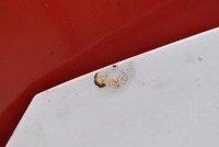 Капот крышка двигателя белый opel astra 4 iv j gtc 11-18 Недорого, фото thumb