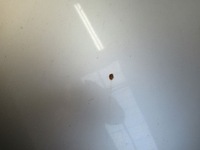 фото thumb №5, Audi a3 8p малий решітка радіатора капот ly7w