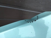 фото thumb №8, Крыло левый перед opel zafira b ii годы 05-14 оригинал лак