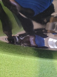 фото thumb №5, Mercedes w253 x253 a253 253 glc крышка багажника задняя задняя крышка багажника