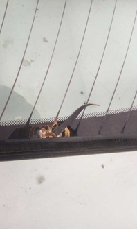 фото thumb №4, Стекло задняя renault megane i купе 1995-2003 org