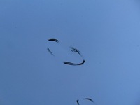 фото thumb №9, Дверь правое задняя peugeot partner iii 2008- berlingo ewpa