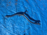 фото thumb №1, Vw щуп щуп масла 03l103634m