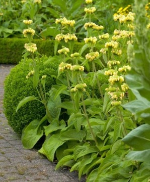 Żeleźniak Russela Phlomis Russeliana PIĘTROWE KWIATOSTANY Sadzonki 1,2L