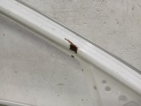 фото thumb №8, Дверь левая передние левый перед kia niro ii 2 22-