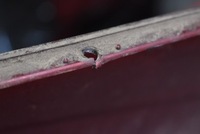 фото thumb №16, Бампер задняя задний 69z subaru outback 3 iii lift kombi 09-12