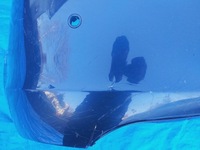 фото thumb №8, Запчастини | insignia a бампер зад задній hb 5d sedan 13238744 | 564