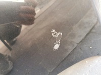 фото thumb №11, Капот кришка двигуна jaguar xf i x250 pel 07-11