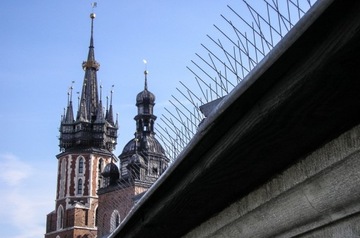 NIERDZEWNE KOLCE PRZECIW PTAKOM NA PTAKI GOŁĘBIE