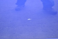 фото thumb №6, Ford grand c-max ii двері лівий перед ліва передні