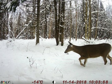 Fotopułapka kamera leśna BG410-M wysyła MMS monitoring