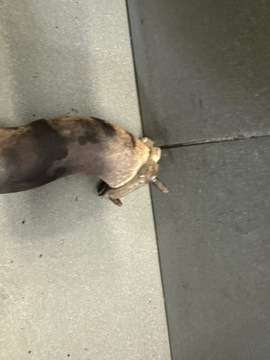 фото thumb №6, Катализатор левый полный audi a8 d4 4.2 fsi cdra 4h0131703h 4h0254200e