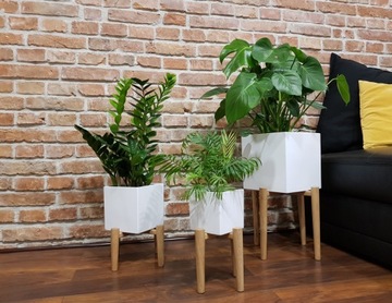 MONSTERA Deliciosa перфорированная, КРАСИВЫЙ ОБРАЗЕЦ для XXL