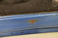 фото thumb №6, Капот tei45 dacia logan mcv i