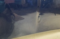 фото thumb №6, Капот кришка двигуна jge jaguar xj x300