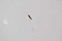 фото thumb №5, Капот крышка двигателя белый honda civic 9 ix 11-16