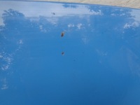 фото thumb №9, Капот крышка двигателя renault clio 4 iv ovrpj 12-19