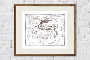 ZIMORODEK ptaki Polski grafika ze starego atlasu ptaków 21x30 (A4)