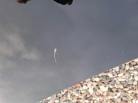 фото thumb №5, Капот bmw 1 f40 2 f44 2019-