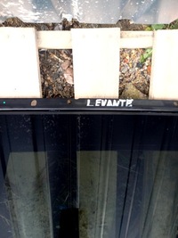 фото thumb №6, Maserati levante люк панорама 1726282