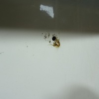 фото thumb №3, Citroen c3 picasso задняя крышка багажника ewpb