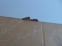 фото thumb №11, Дверь правое задняя peugeot partner iii 2008- berlingo ewpa