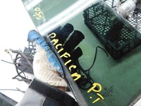 фото thumb №5, Chrysler pacifica 2005r скло двері праві зад