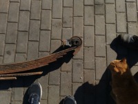 Рессора задняя задний man l2000 tga tgx tgl 8 щетка Цена, фото thumb