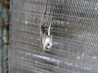 Радіатор води кондиціонера ducato boxer jumper 12 Зі Шроту, фото thumb