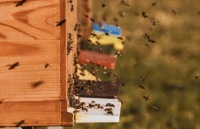 ПРОПОЛИС АЭРОЗОЛЬ СПРЕЙ ДЛЯ ГОРЛА ГРИПП БОЛЬ В ГОРЛЕ ПРОСТУДА 20 МЛ