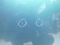 фото thumb №5, Капот ford focus lift m8 2001r.