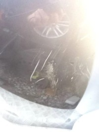 фото thumb №6, Бампер задняя kpl. skoda superb ii sedan lf4u