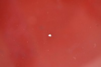 фото thumb №7, Стекло перед передняя лобовое kia ev6 21-