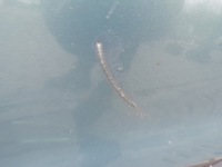 Купить Бампер передний перед opel vectra c lift цвет z169, фото thumb