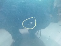 фото thumb №4, Капот ford focus lift m8 2001r.