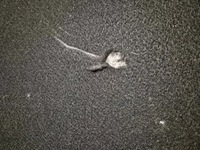 фото thumb №6, Mazda 6 gh hb полка багажника зад