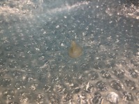 фото thumb №1, Bmw e65 клипса кронштейн блок двигателя