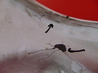 фото thumb №13, Peugeot bipper капот кришка двигуна білий