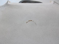 фото thumb №11, Renault grand scenic iii 1.9 dci 130 km f9q870 стеля