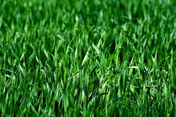 GARDENA ROBOT MOWER LIFE 750 15101-32 Управление Bluetooth