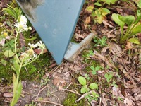 фото thumb №5, Audi a6 c6 2004-2011 капот крышка двигателя